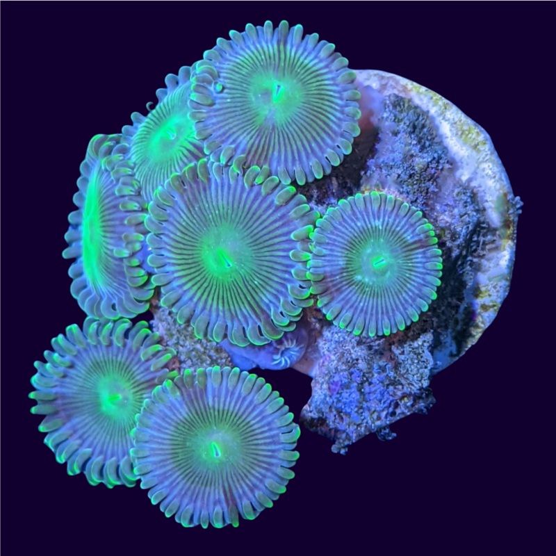 Green People Eater Mini Colony