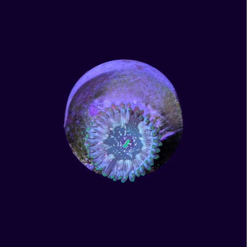 Hawaiian People Eater Zoa Frag