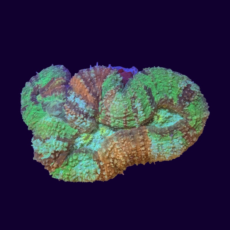 Lobophyllia Colony