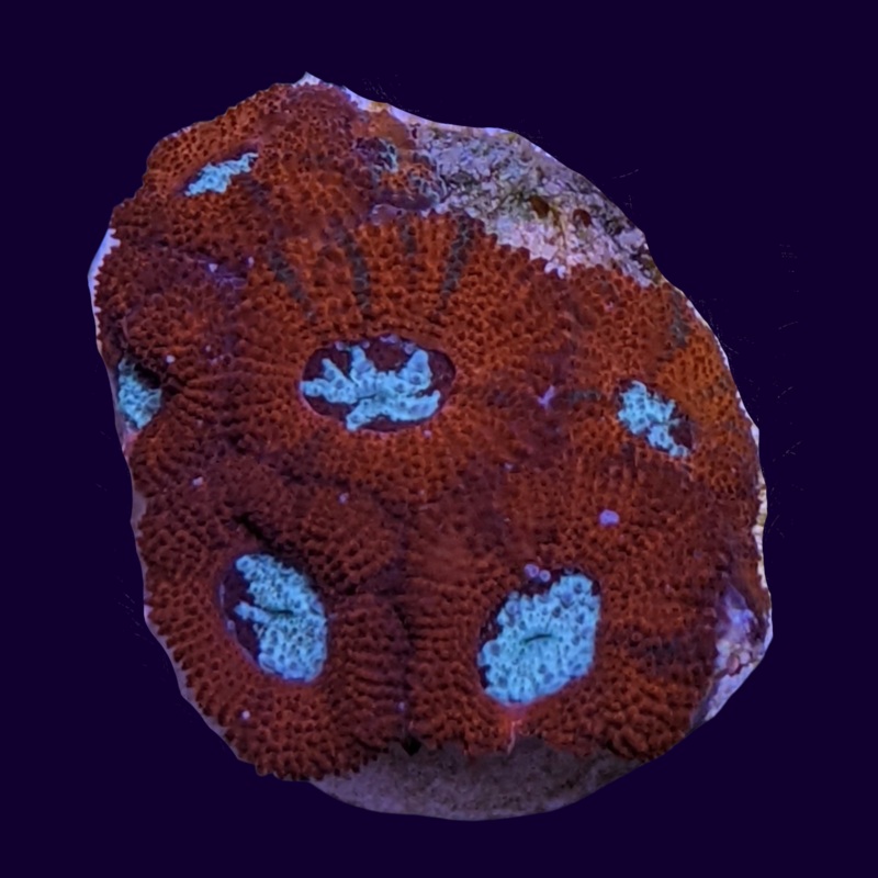 Micromussa