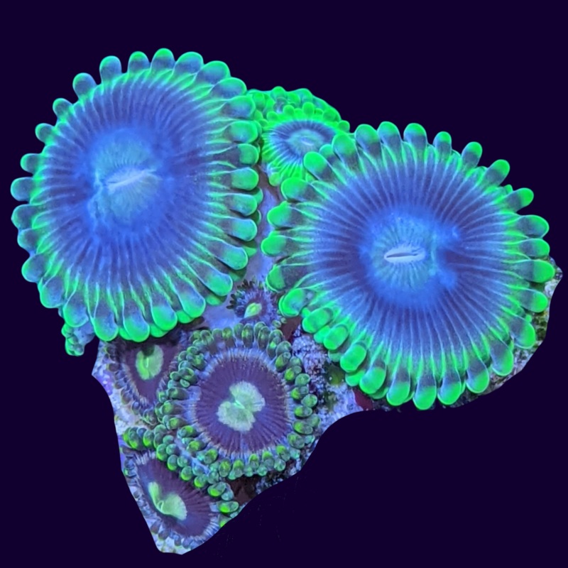 Mixed Zoa Mini Colony