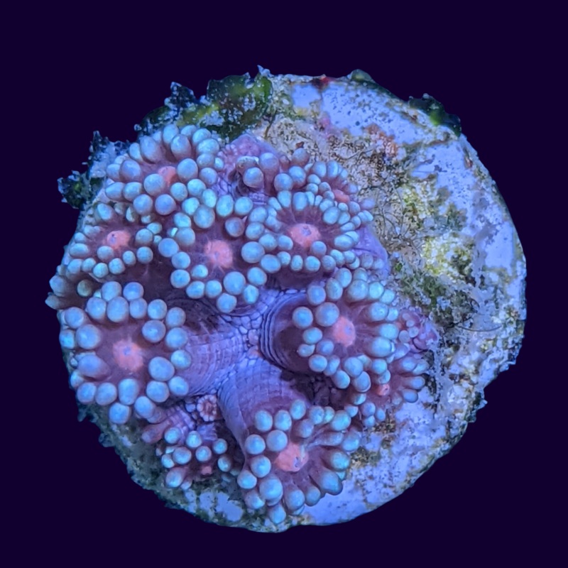 Pink Eye Goniopora