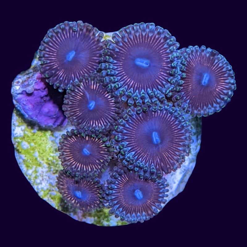 Pink Passion Mini Colony