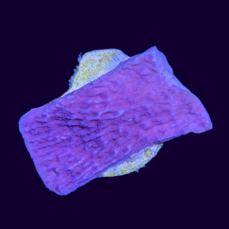 Purple Montipora