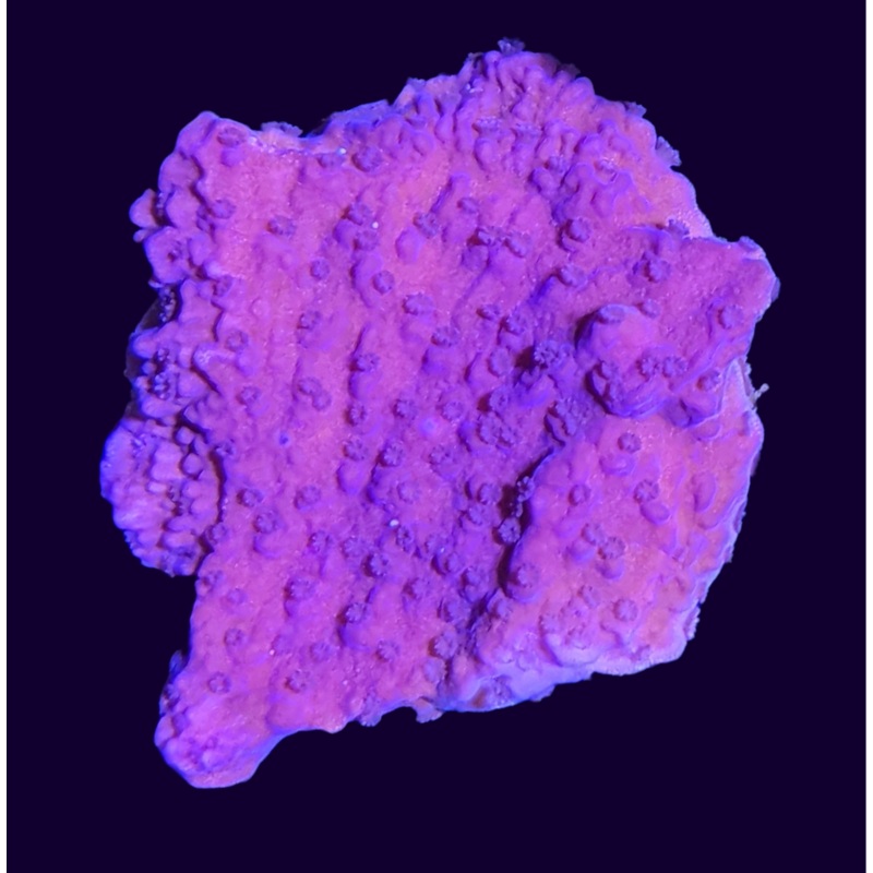 Purple Montipora (UK Grown)