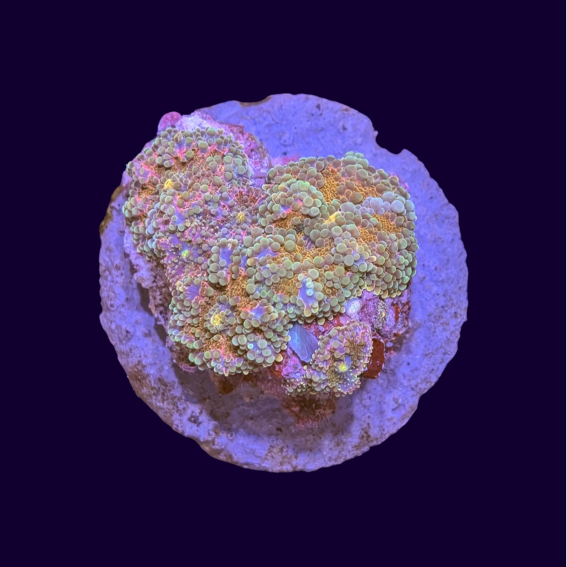 Rainbow Yuma Mushroom Colony (Collection Only)