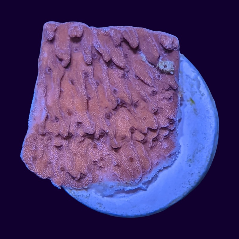 Red Cap Montipora