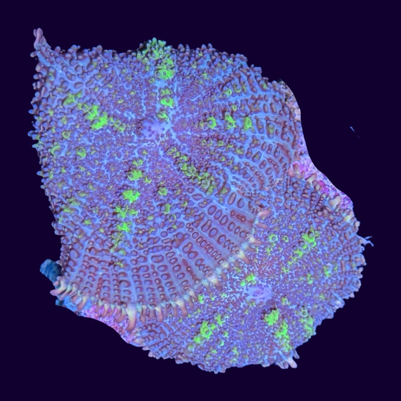 2 Head Green Flex Rhodactis Mushroom