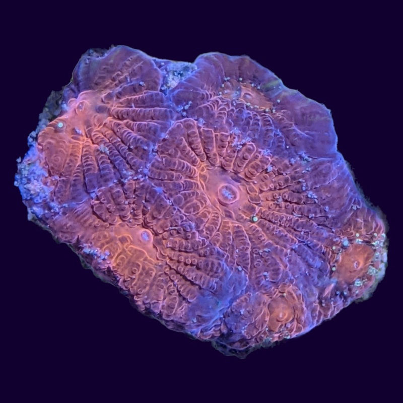 Acan