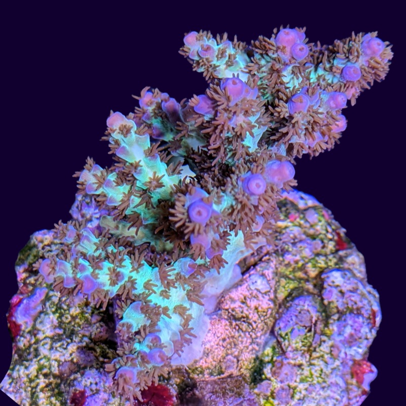 Acropora Colony Collection Only