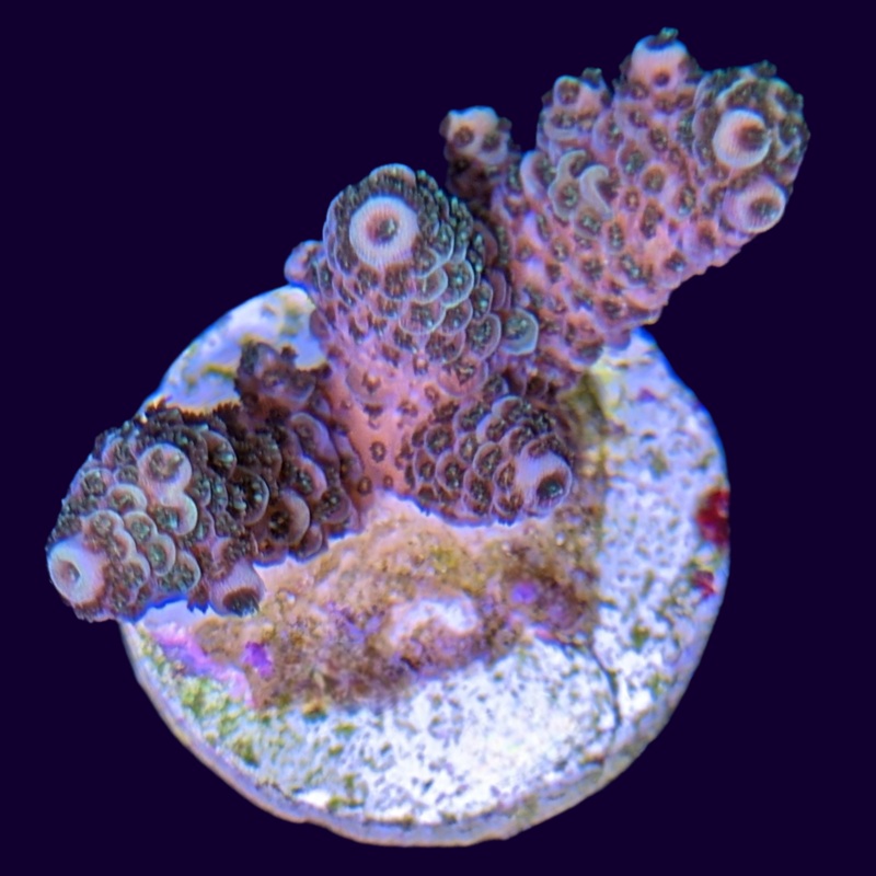 Acropora millepora Frag