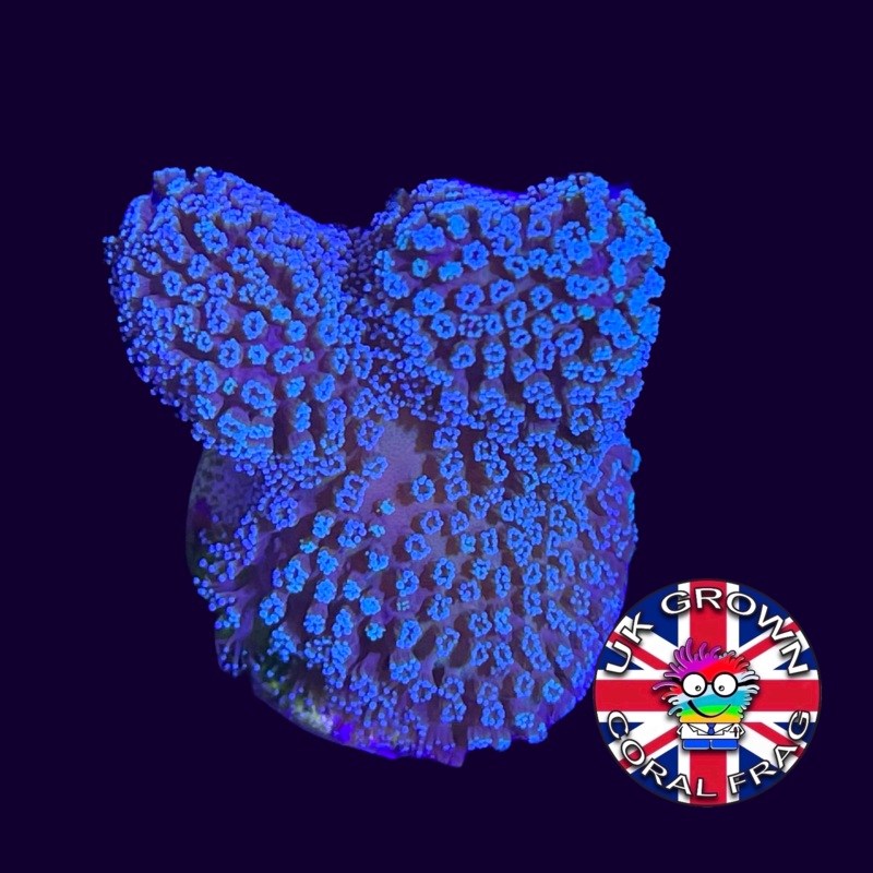 Blue Polyp Stylophora