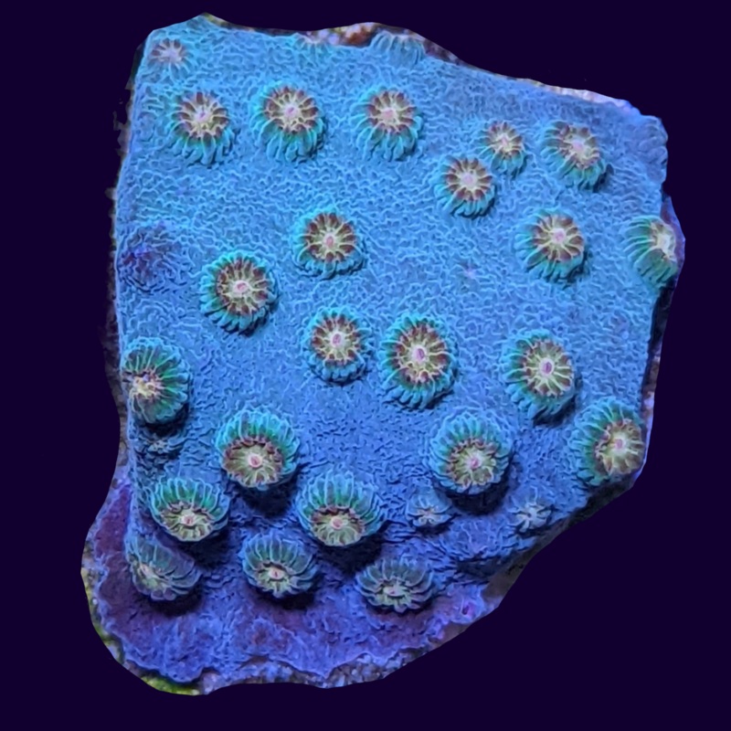 Cyphastrea