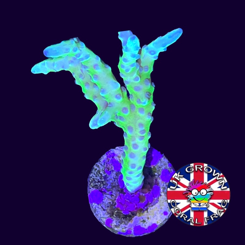 Electric Lemonade Anacropora Frag (UK Grown)