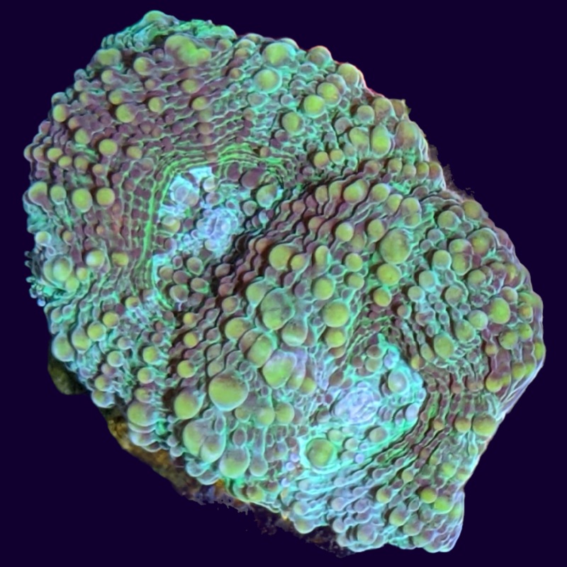 Goniastrea