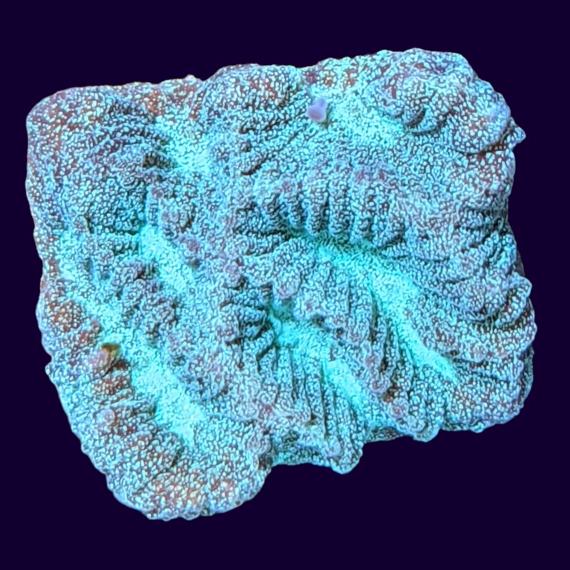 Green Favites