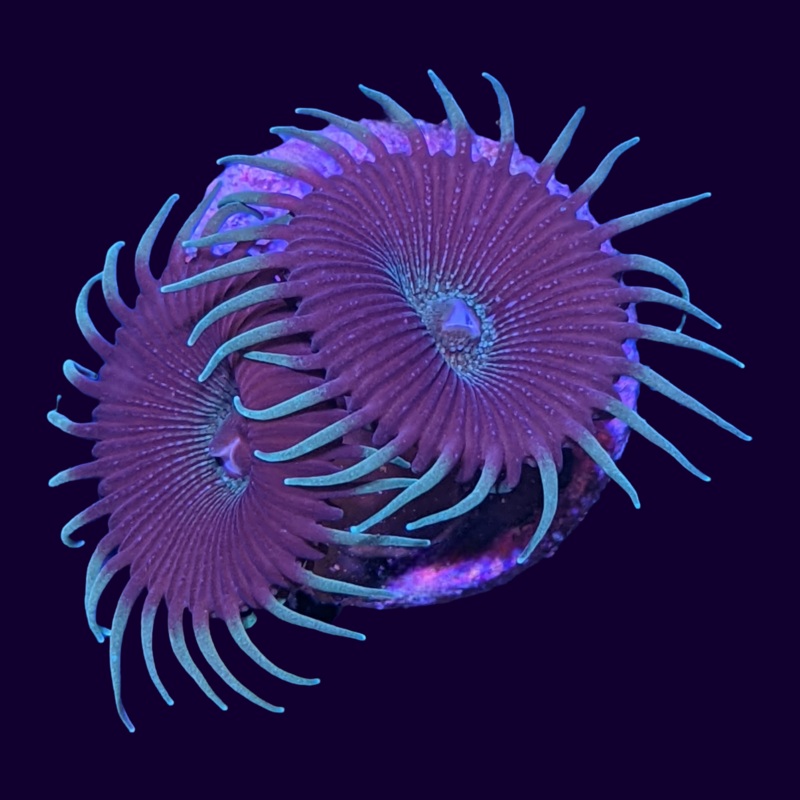 Green Paly Zoa Frag
