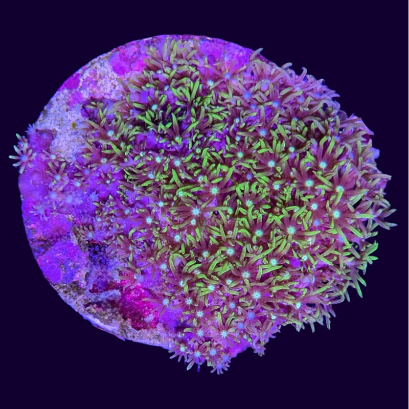Green Star Polyp Disc