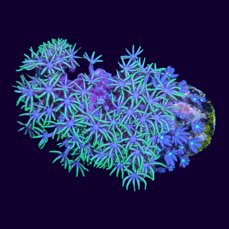 Green Star Polyp / Knopia Jasmine Polyp Mix