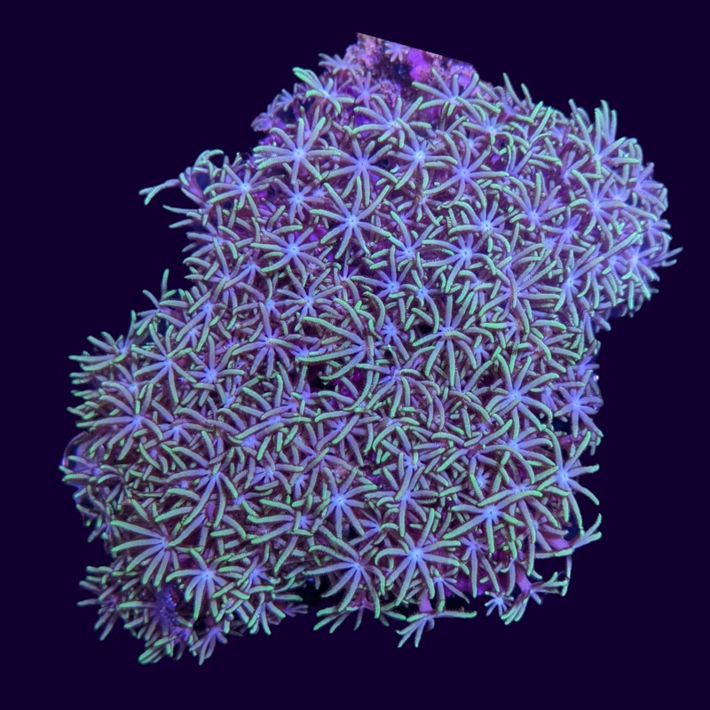 Green Star Polyp Mini Colony