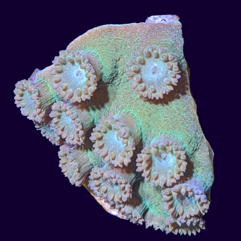 Green Turbinaria peltata