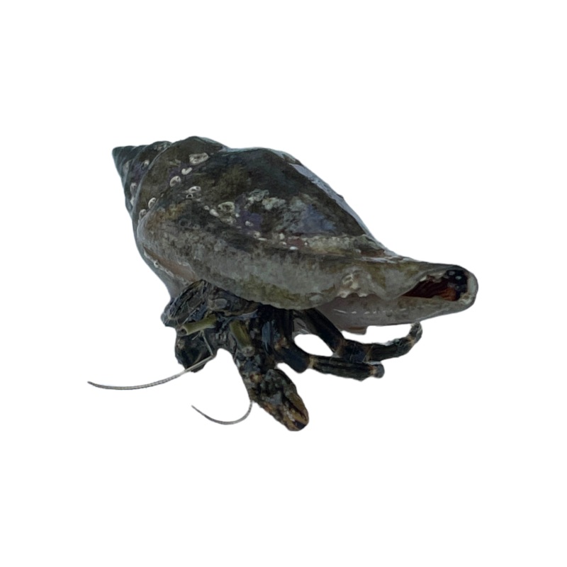 Medium Algae Hermit Crab