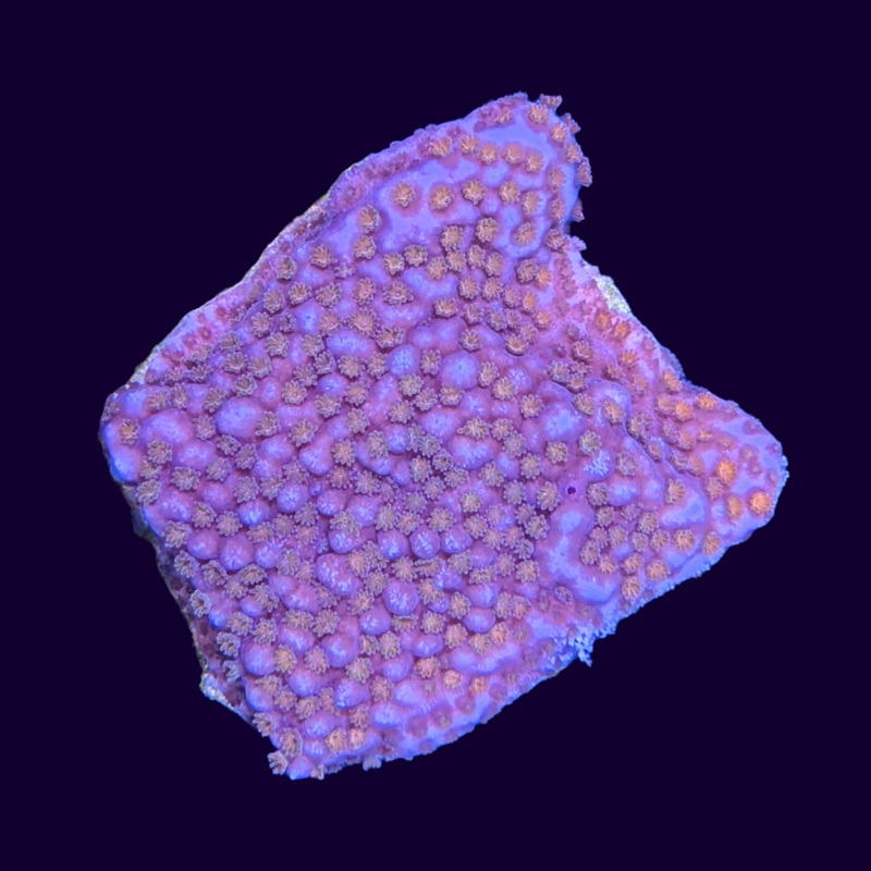 Montipora