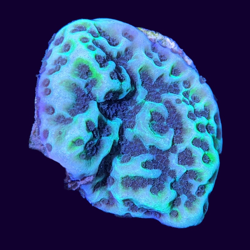 Montipora Confusa