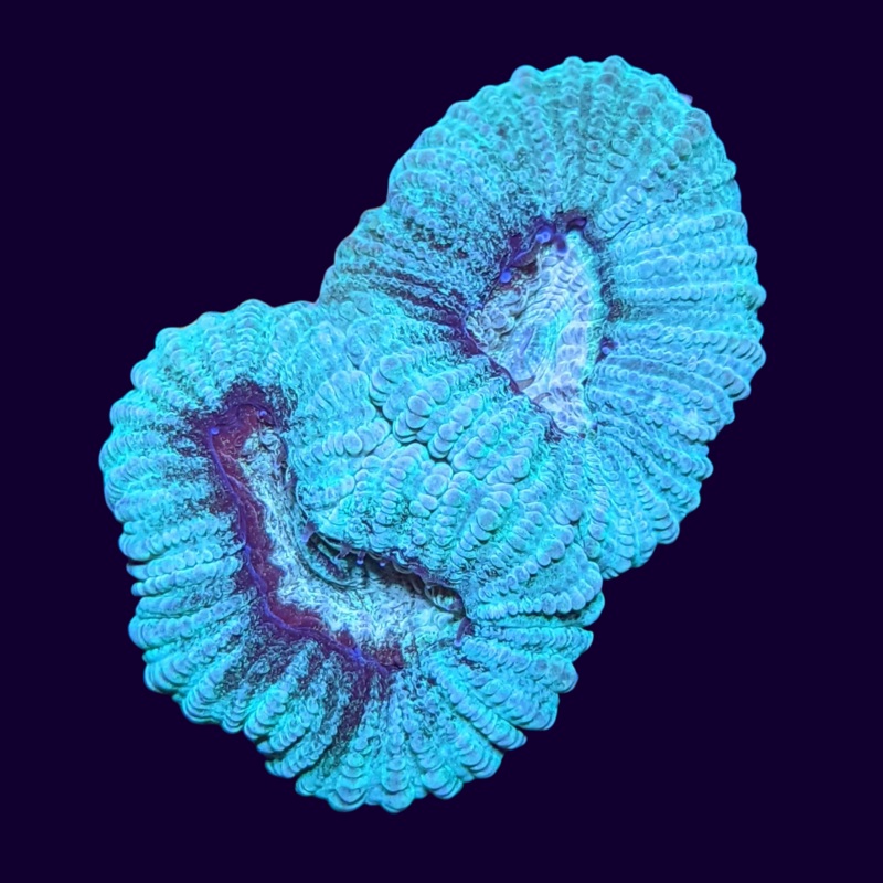Multi Colour Favia