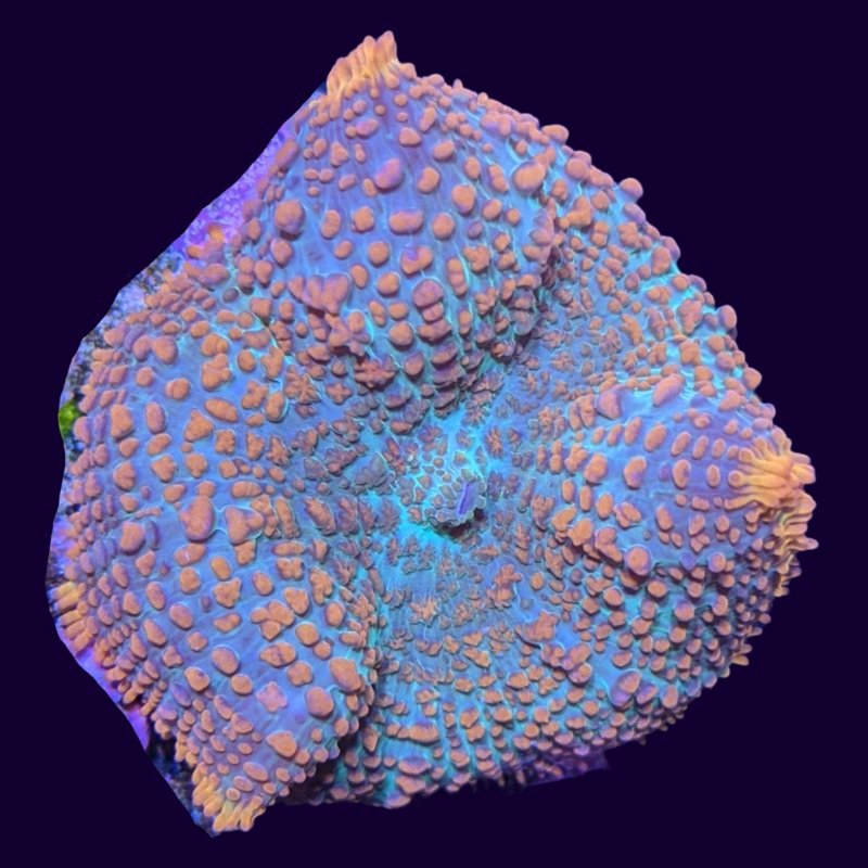 Orange Multicolour Rhodactis Mushroom