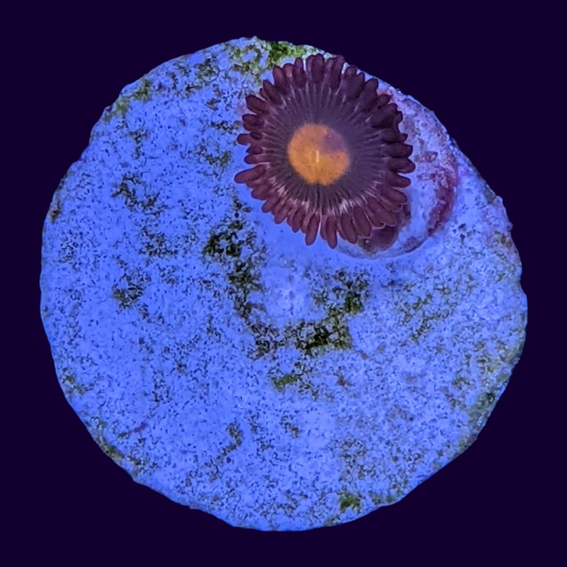 Orange Spot Zoa Frag