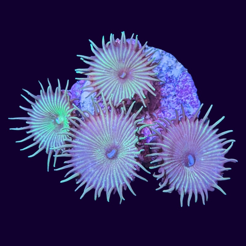 Paly Frag