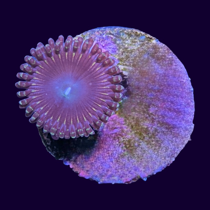 Pink Passion Zoa Frag