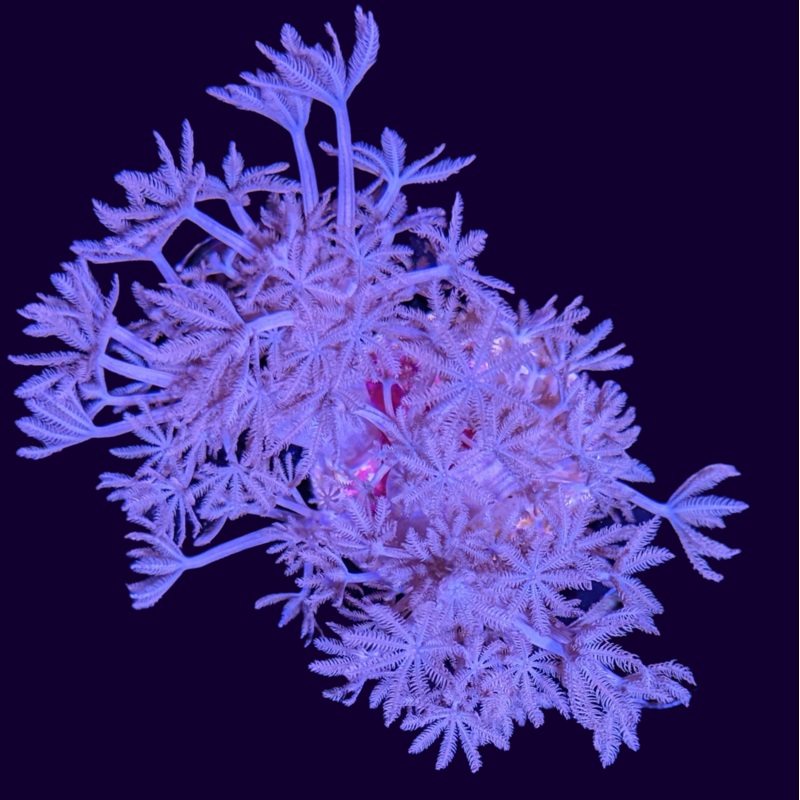 Pulsing Xenia