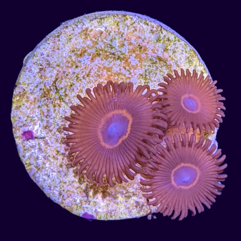 Red Rings Zoa Frag