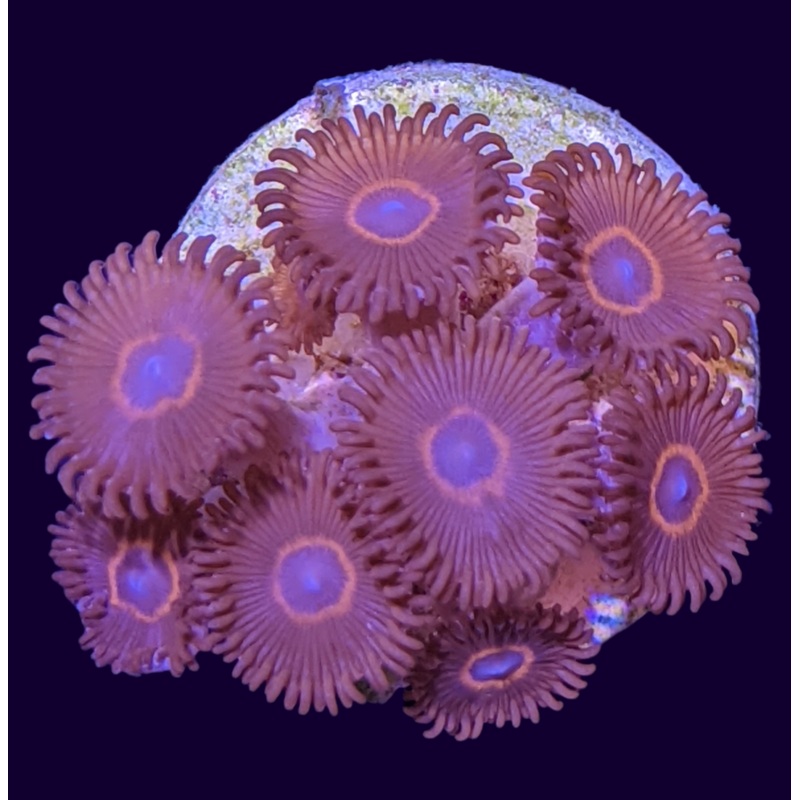 Red Rings Zoa Mini Colony