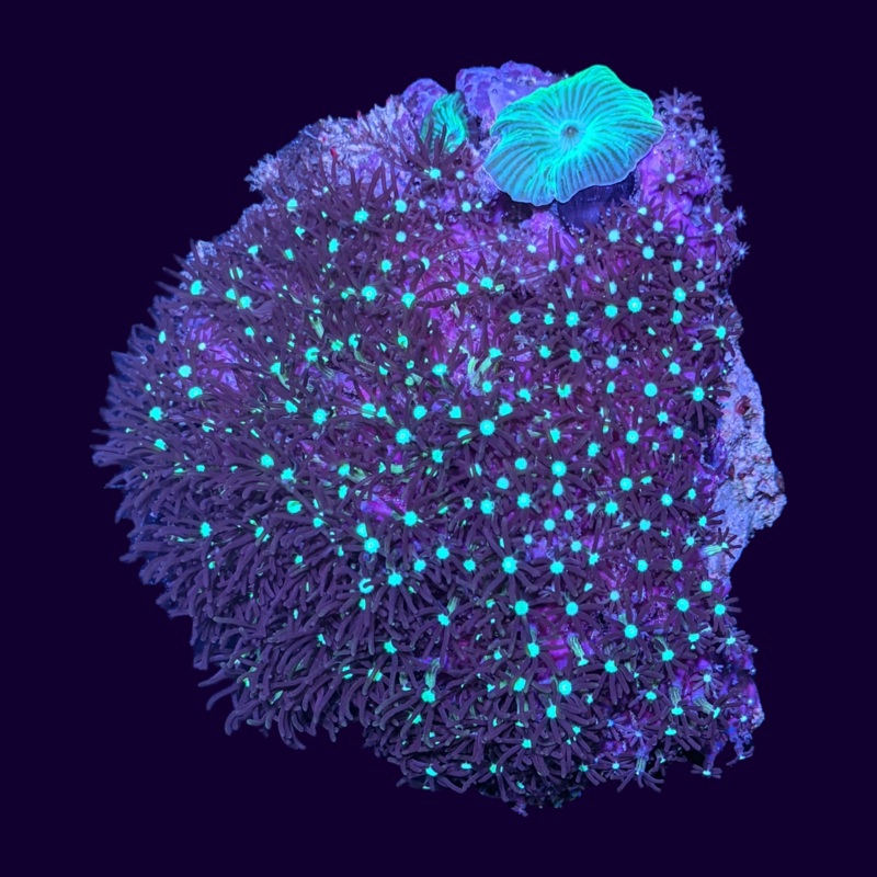Red Star Polyp/ Green Mushroom Colony