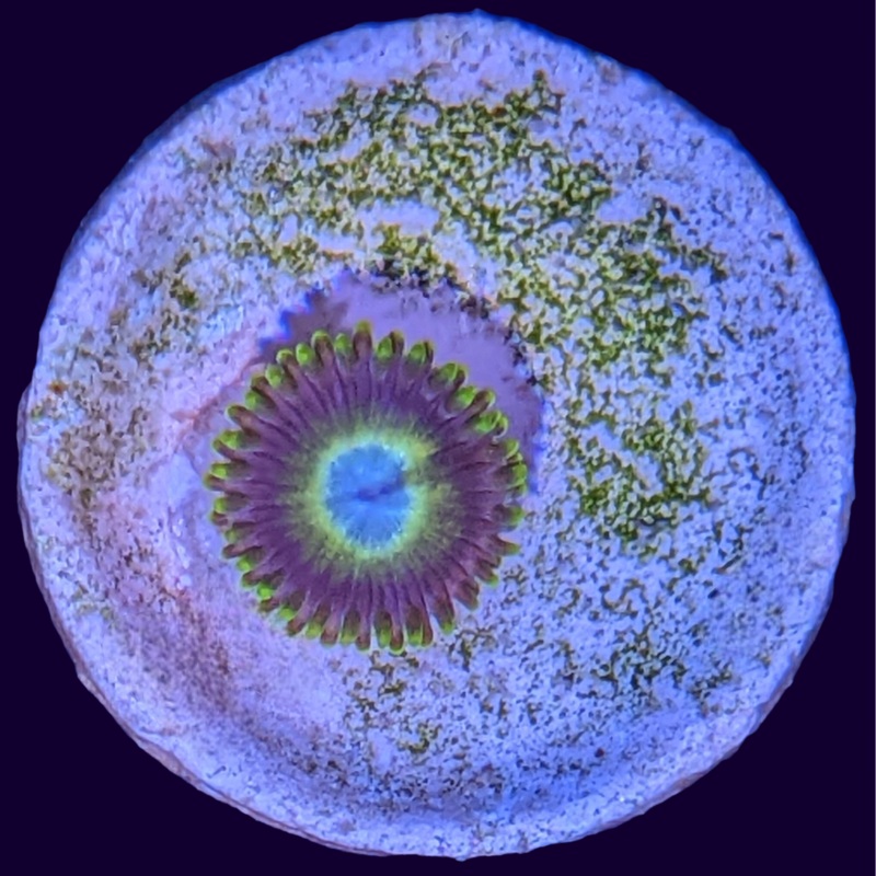 Scrambled egg Zoa
