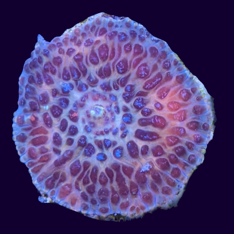 Spotted Discosoma Mushroom