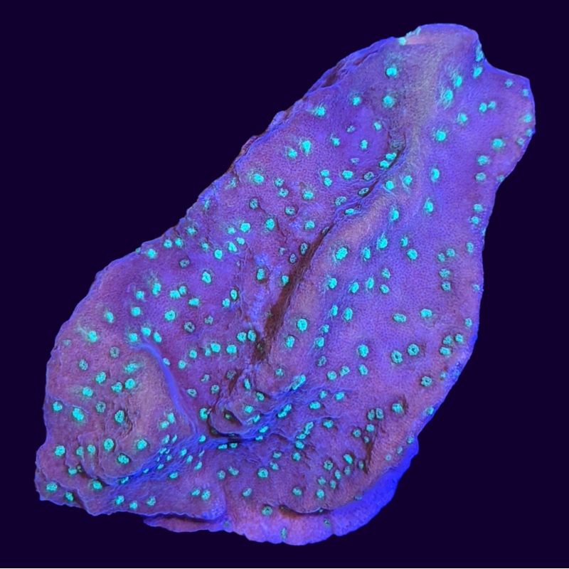 Sunset Montipora (UK Grown)