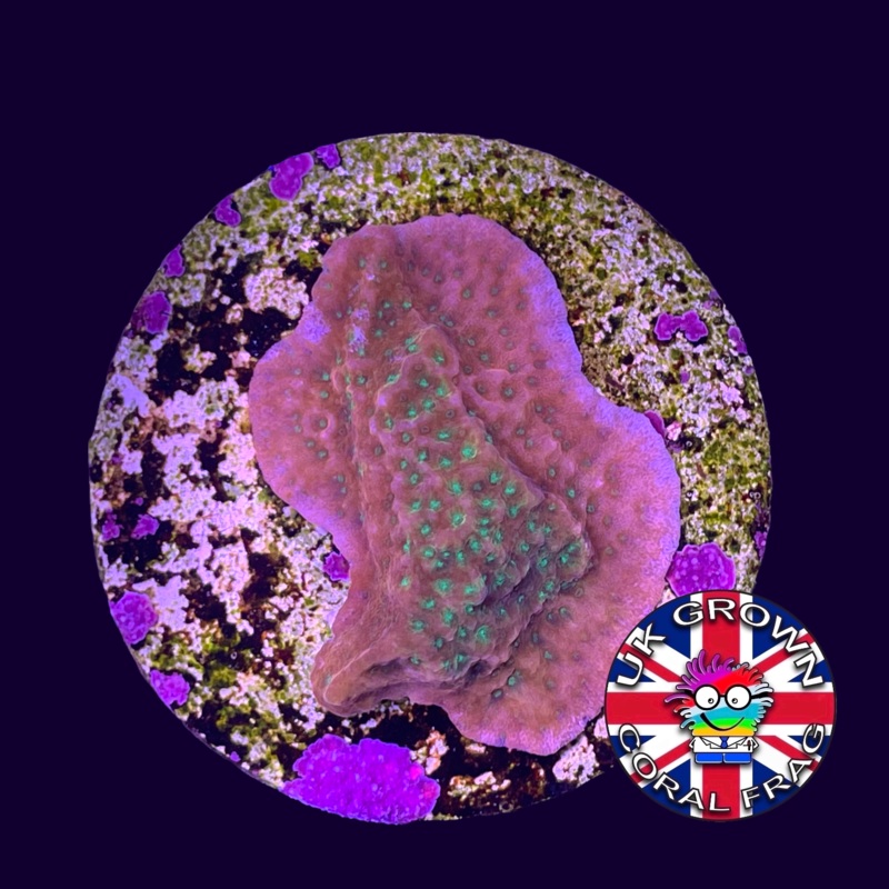 Tropic Thunder Montipora (UK Grown)