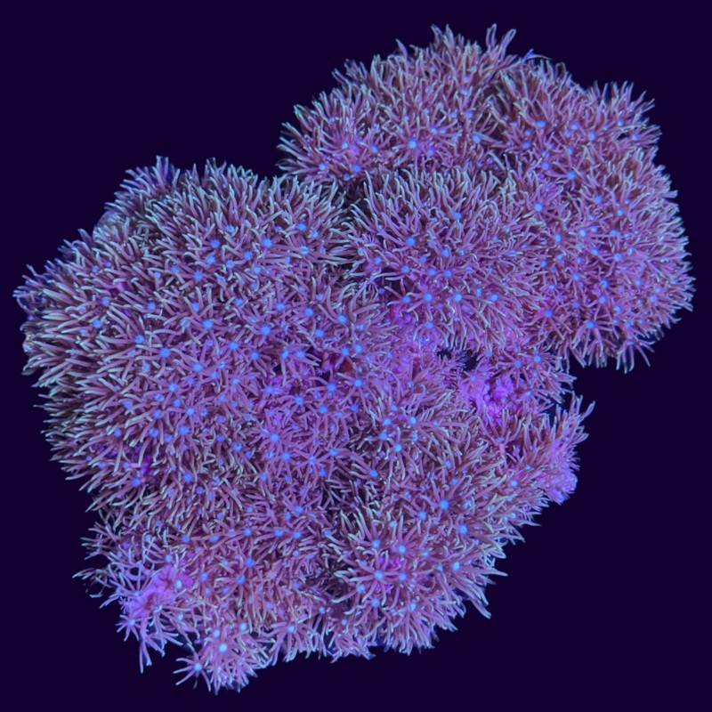 White Centre Green Star Polyp Colony