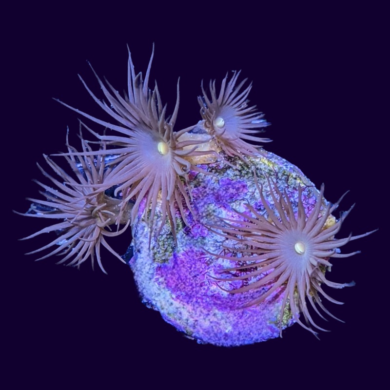 Yellow Polyp Zoa Frag