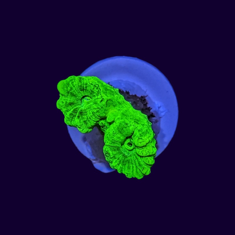 2 Head Neon Green Candy Cane