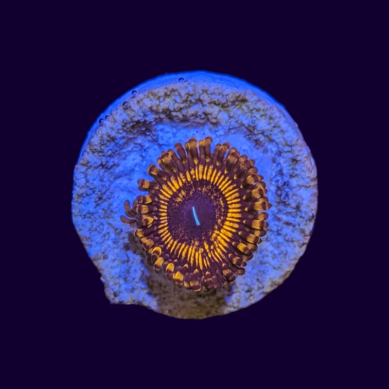Armageddon Zoas Frag