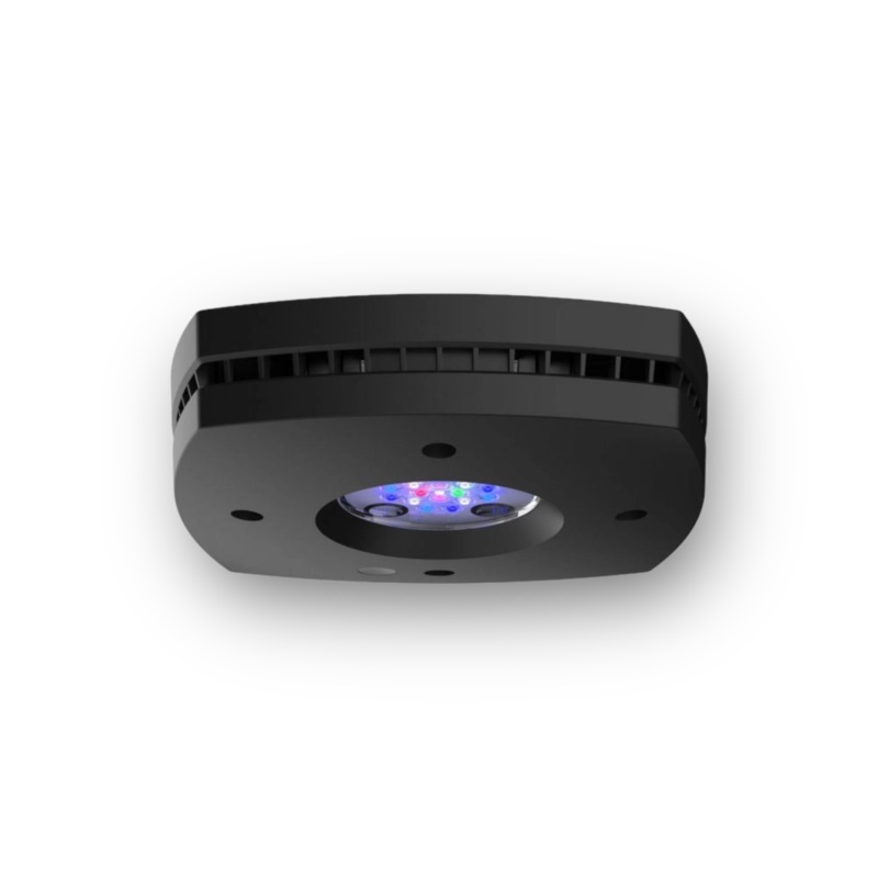 D-D AI Prime 16HD LED Lighting - Black