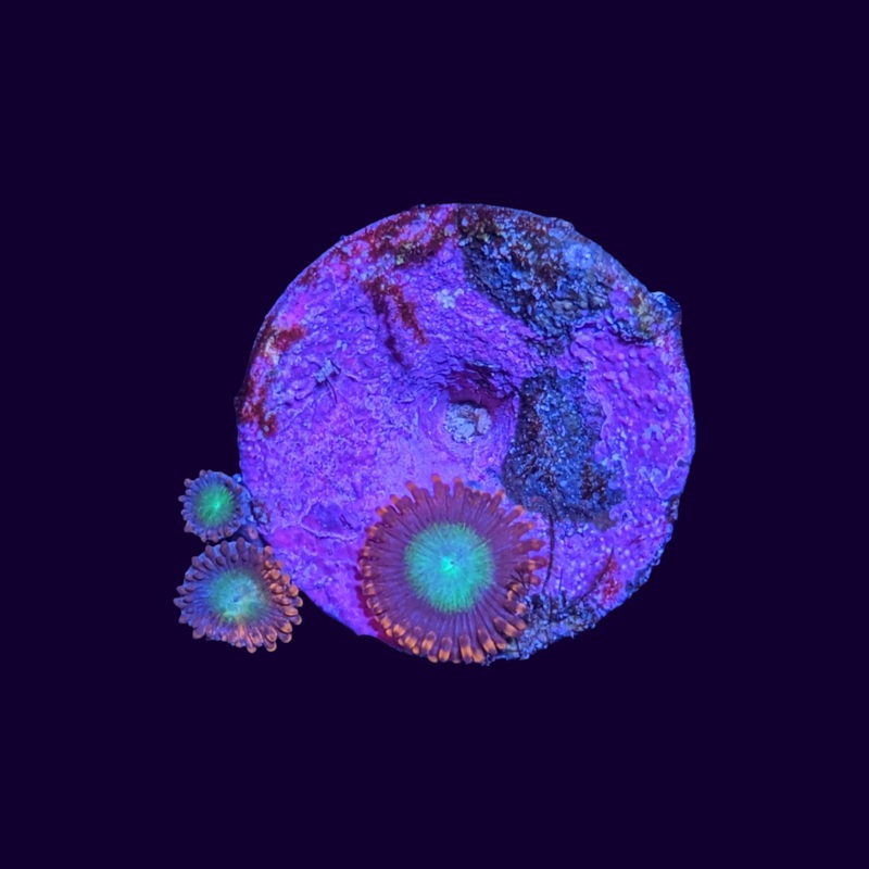 Goblins Fire Zoa
