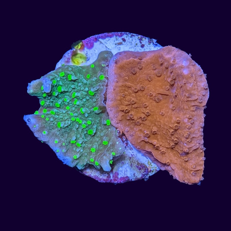 Hirsuta & Red Montipora (UK Grown)