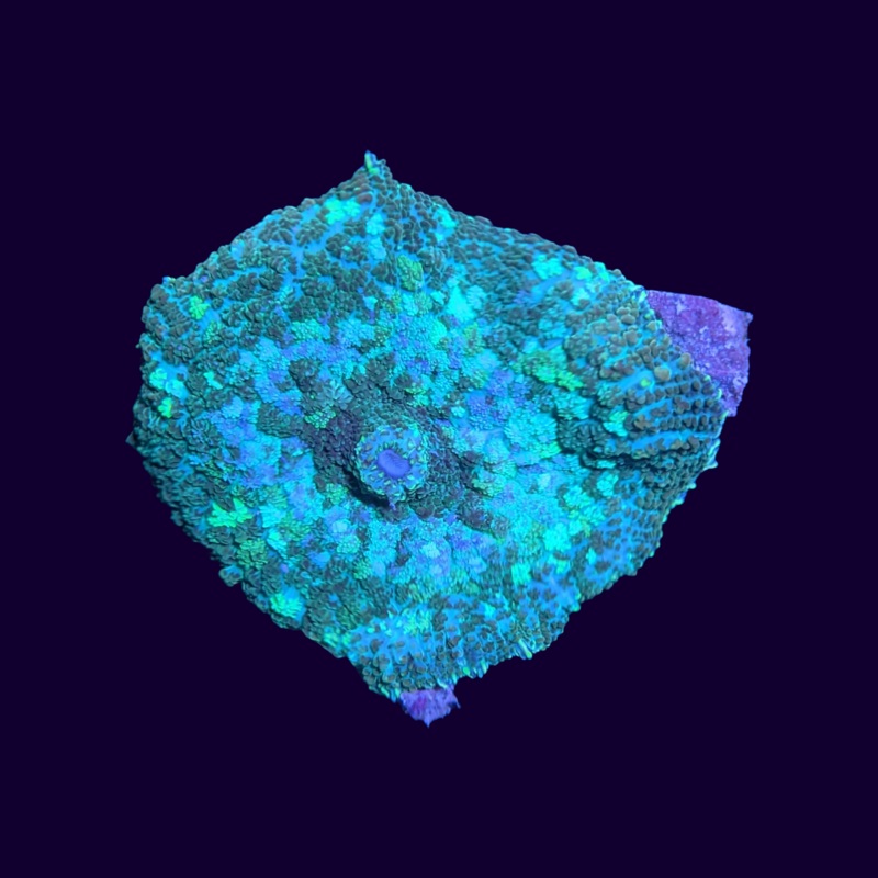 Marble Mushroom