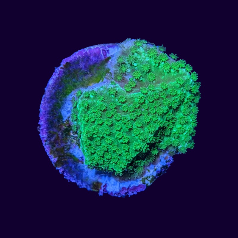Montipora (UK Grown)
